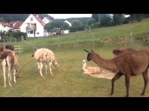 Heerich, Lama, Hof Hossini, Spangenberg, Stefan Hoss Heerich