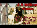 Bear Fighter Expensive Dog Intelligent Dog Kohati Dog Fighter Dog Gultair Dog Hunter Dog