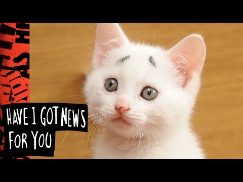 Gary The Cat - Have I Got News For You