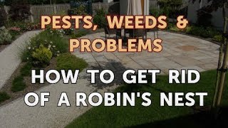 How to Get Rid of a Robin