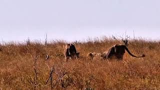 LIONS GO WILD on Fresh Buffalo Carcass🦁💯