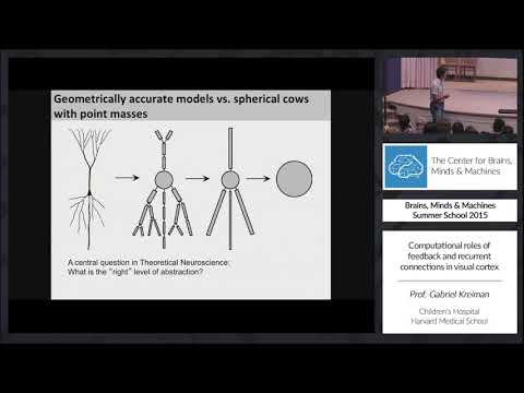 Computational roles of feedback and recurrent connections in visual cortex