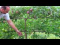 Growing Apples On Espalier Tree