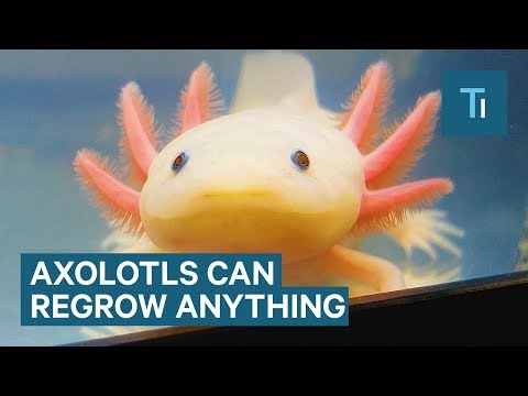 この信じられない生き物は脳、心臓、手足を再生することができます