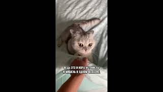 Почему кошка мешает заправлять постель #коты #кот #shorts