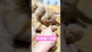 it's a cat.猫だらけ。肉球触り放題がサイコーすぎた。#多頭飼い #猫のいる暮らし #猫好きさんと繋がりたい #ねこ動画 #shorts #kitten
