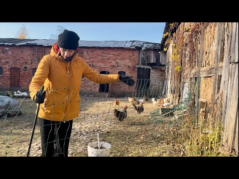 I escaped the city! I have chickens, ducks, and goats. I regret nothing. A farm day on the farm.