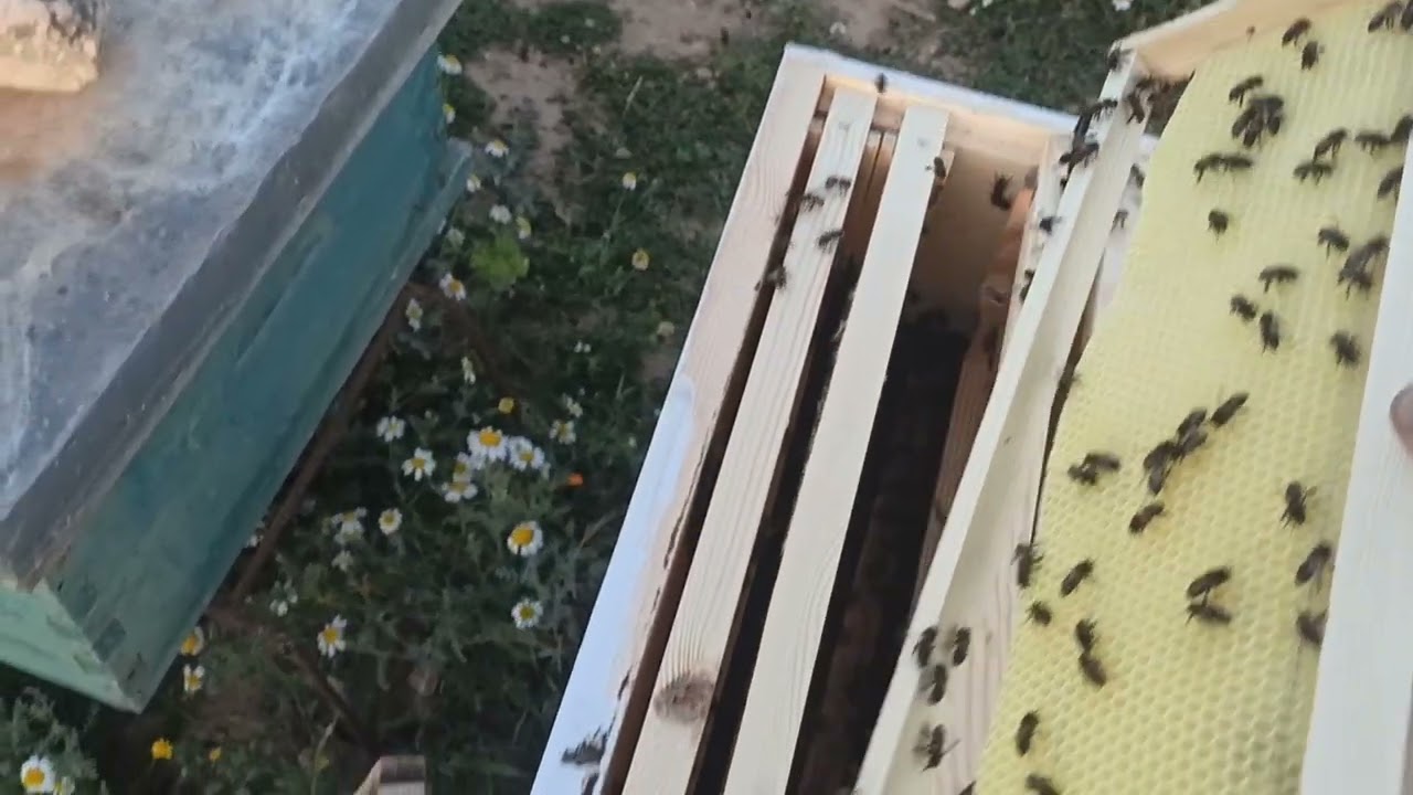 هل يبني النحل النصف عاسلة وضعتها قبل يوم واحد