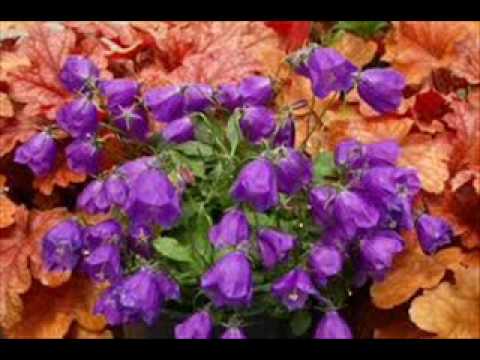 DJ BUJOR THE SOUND OF BELLS ORIGINAL MIX 2010