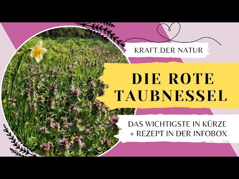Eine Heilpflanze mit großer Wirkung| Die rote Taubnessel 💜|Teerezept| (K)Ein Unkraut, was viel kann!