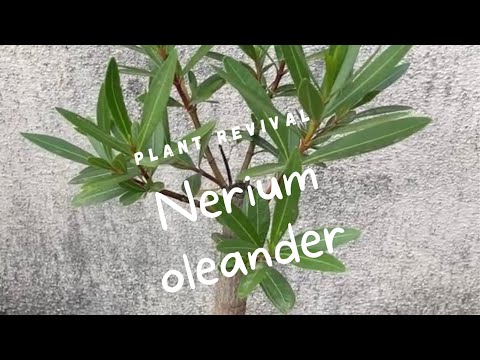 NERIUM OLEANDER - Plant Revival