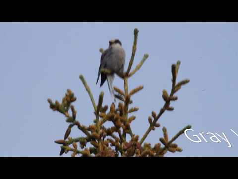 140731 Gray Jay Top of the World Highway Canada Alaska Trip