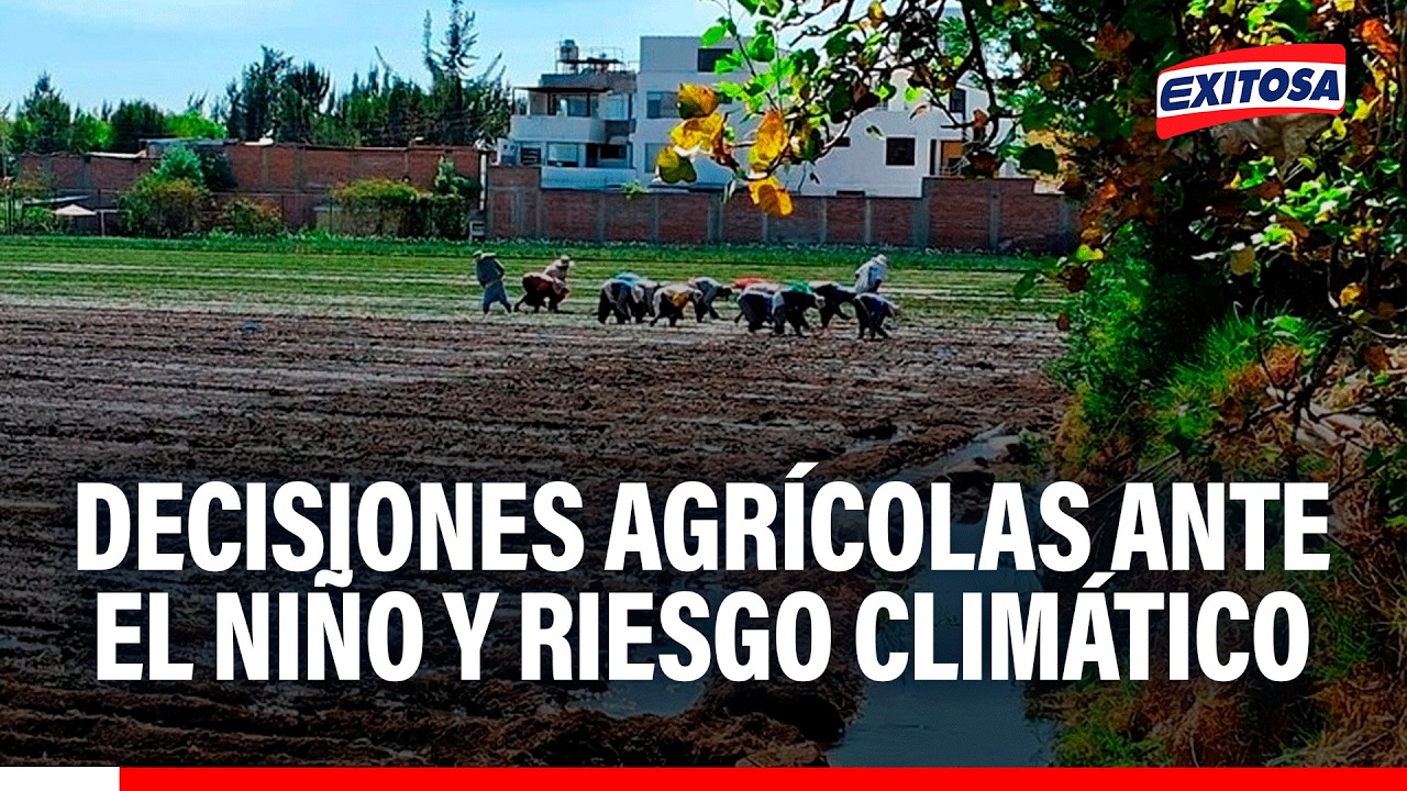 🔴🔵 Decisiones agrícolas que se deben tomar ante El Niño y los riesgos climáticos