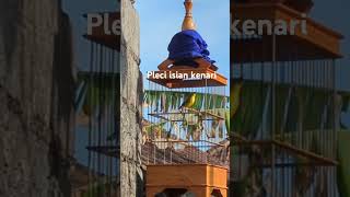 Download lagu Pleci isian Kenari / Pleci dakun mp3 Download lagu Pleci isian Kenari / Pleci dakun mp3