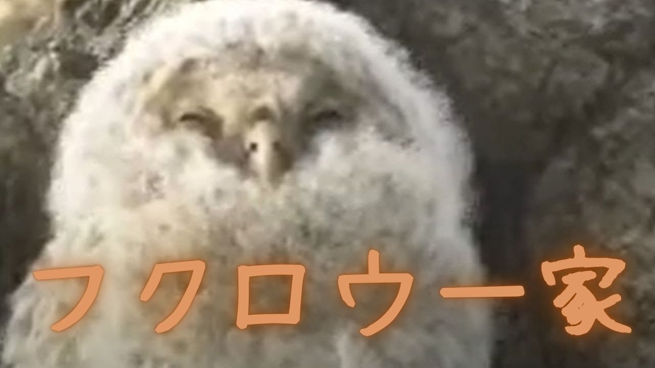野幌森林公園のフクロウ一家
