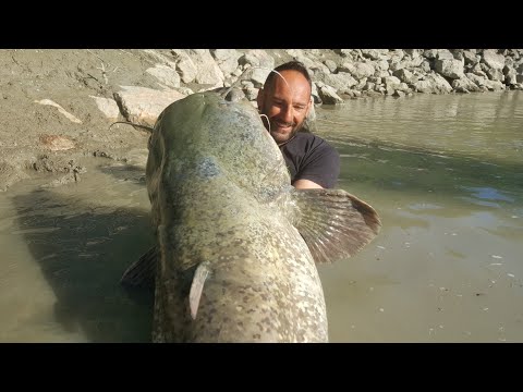 Incredible Huge Catfish 220 pounds in the Night by Catfish World