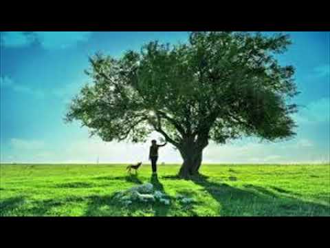 The Forever Tree (Song)