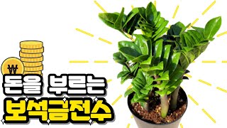 부잣집에는 이 식물이 반드시 있다. (feat.개업, 집들이 선물 1위)