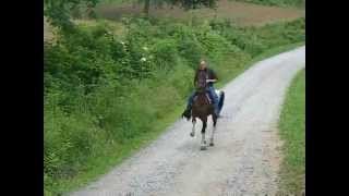 preview picture of video 'racking horse 061309'