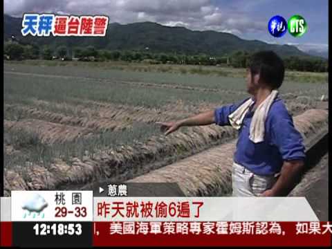 天秤步步進逼! 果農搶收文旦