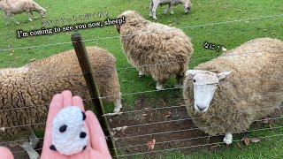羊たちと過ごした、癒しの午後🐑｜マザー牧場でふれあい体験A Peaceful Afternoon with Sheep 🐑 | Touching & Relaxing at Mother Farm