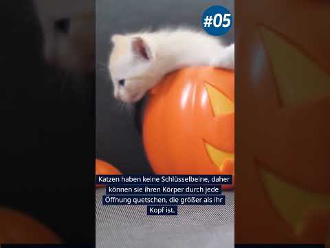 Katzen Fakten & Tatsachen #05