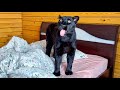 Funny moments with Luna the panther 😁(ENG SUB)