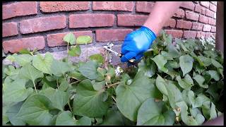 NEVER do This to a YELLOW JACKETS Nest!!!