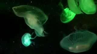 leuchtende Quallen