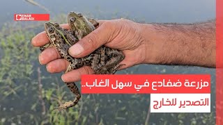 مزرعة ضفادع في سهل الغاب.. التصدير للخارج