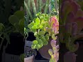 Versatile Trailing Succulent For Outdoors Or Indoors Senecio Jacobsonii