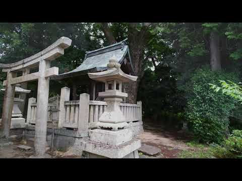 市原大歳神社のクスノキ