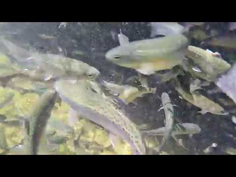 Forellenzuch Schwegel Wüstenstein