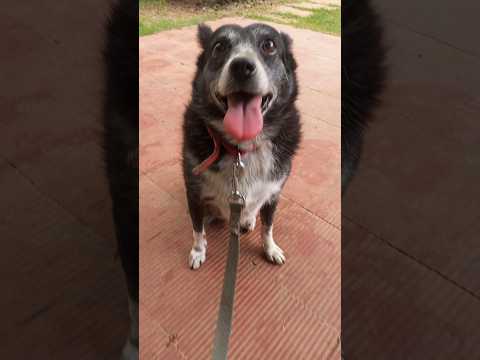 दीदी jesa same to same 🤔🤪#shorts#youtubeshorts#dog#animal#funny#viral#amazingfacts#minivlog#vlog#sw