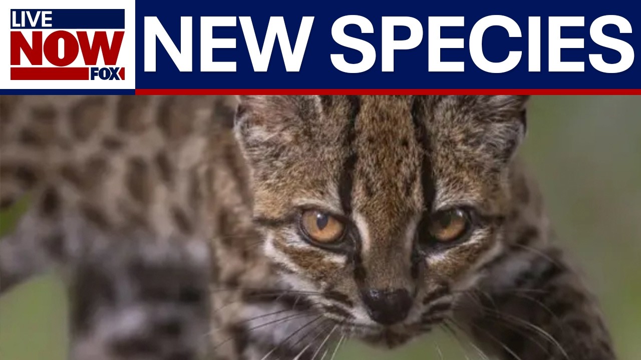 New cat species discovered for first time in a century