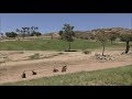 Africa Tram Guided Tour Ride Attraction In Full With Narration San Diego Zoo Safari Park California