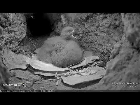 180401 Bermuda Cahow Cam - 抓抓癢打哈欠