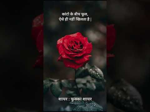 Best Morning Status Shayari On Flowers🌞🌹#Shayari #Status #Morning #Goodmornings #Flowers #Success