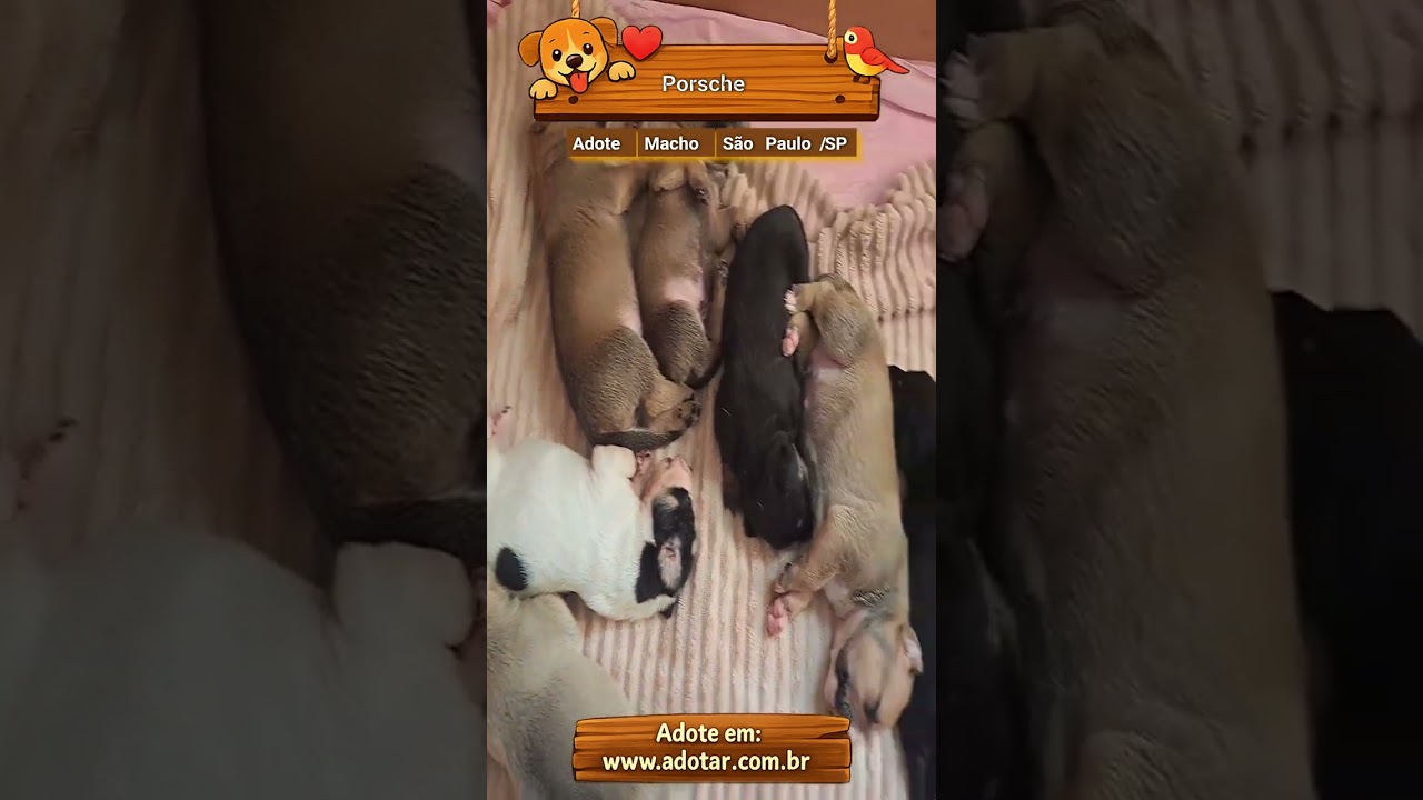 Cachorro raça SRD-ViraLata idade 2 a 6 meses nome Porsche