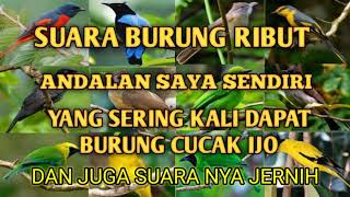 Download lagu Suara burung ribut ANDALAN saya sendiri yang sering kali dapat burung cucak ijo mp3