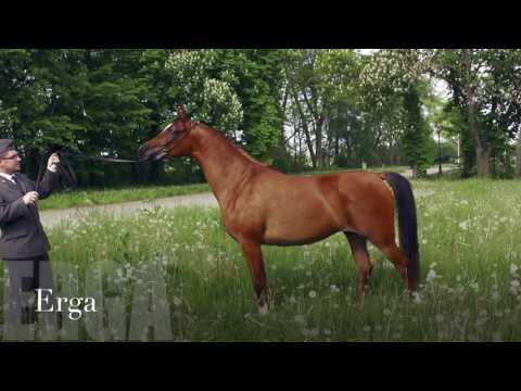 Pride Of Poland 2016 - Erga