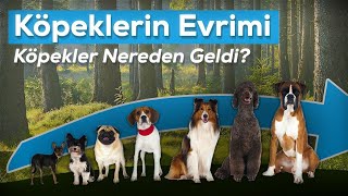 Köpekler Nereden Geldi?