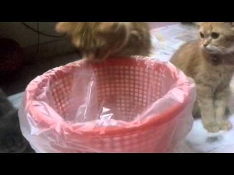My cat eats plastic!