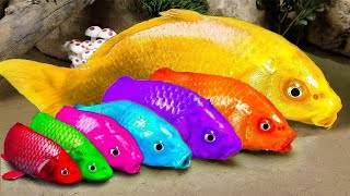 Golden carp lay eggs of Rainbow Friend colors ❤️ Koi fish couple battle ❤️ Stop Motion ASMR
