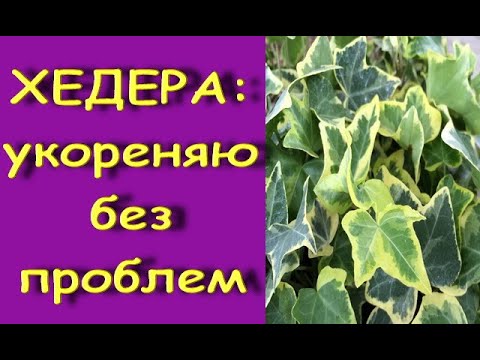 ХЕДЕРА:укоренение БЕЗ ПРОБЛЕМ,без корней,В ГРУНТЕ,без "теплички"+РЕЗУЛЬТАТ.