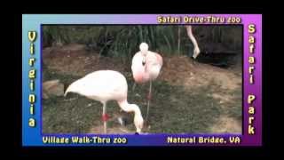 preview picture of video 'Flamingos Fighting Virginia Safari Park  Drive Thru Safari Z00  Natural Bridge Virginia'