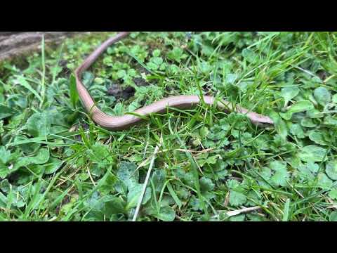 Slepúch lámavý (Anguis fragilis) — Slow Worm, beznohá jašterica