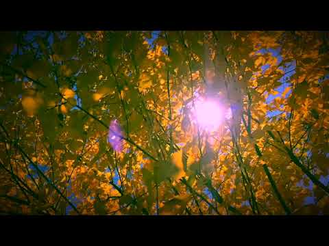 Shine (feat Kat Kennedy) (Lyric Video)