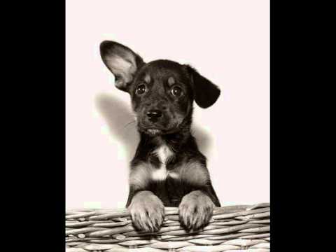 Puppy Love - Eddie Sulik