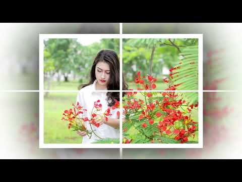 Hai màu phượng Sheet - Anh Dũng